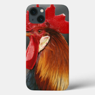 Farmyard Domestic Rooster iPhone 13 Case