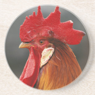 Farmyard Domestic Rooster Coaster