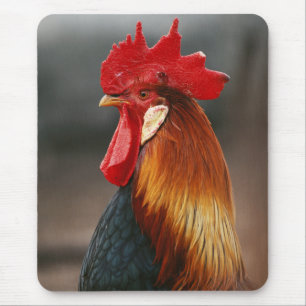Farmyard Domestic Rooster Mouse Pad