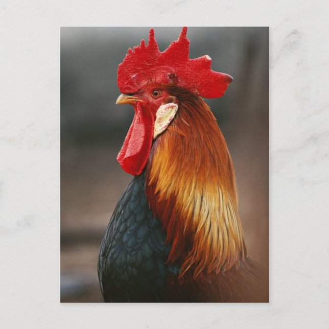 Farmyard Domestic Rooster Postcard (Front)