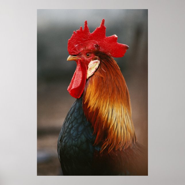 Farmyard Domestic Rooster Poster (Front)