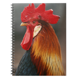 Farmyard Domestic Rooster Spiral Notebook