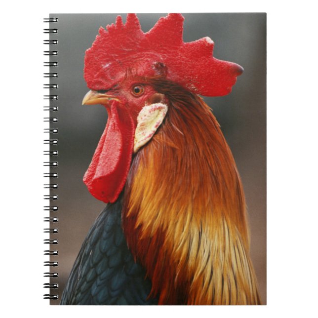 Farmyard Domestic Rooster Spiral Notebook (Front)