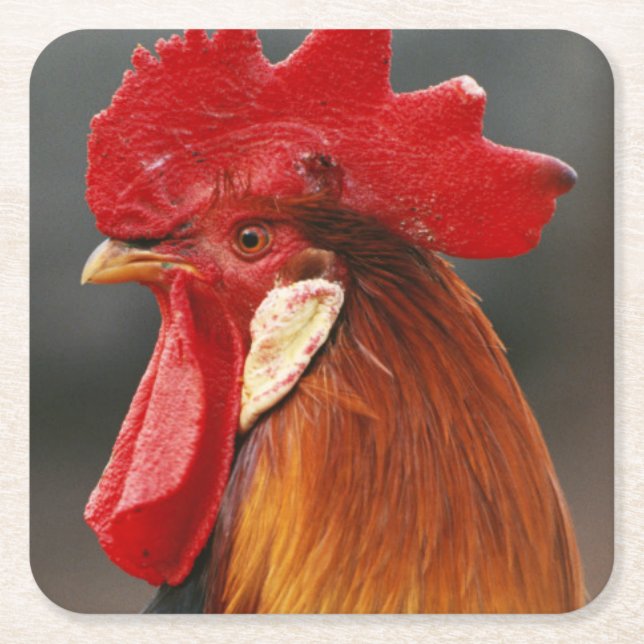 Farmyard Domestic Rooster Square Paper Coaster (Front)