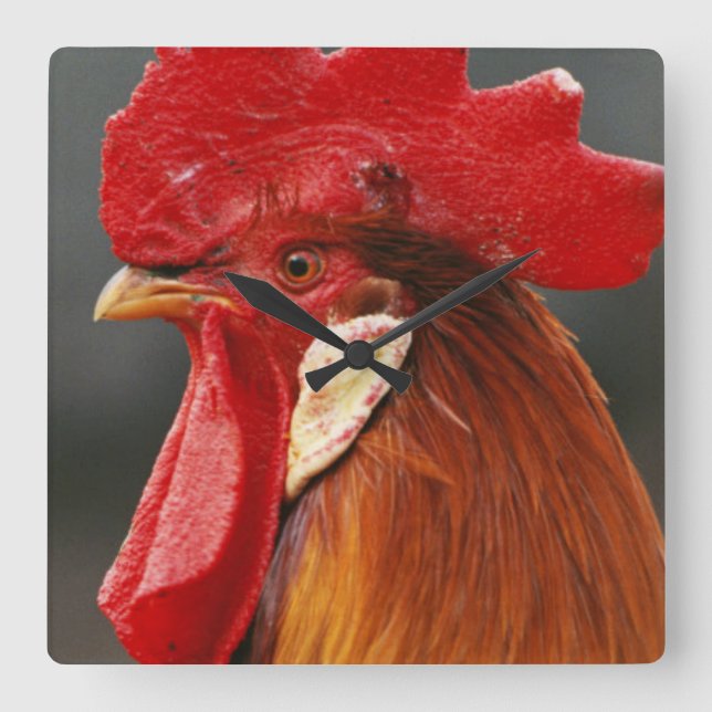 Farmyard Domestic Rooster Square Wall Clock (Front)