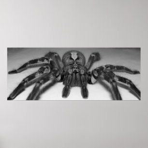 Fasciata photo print by Randomwhat