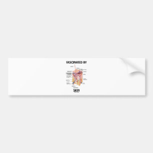 Fascinated By Skin (Skin Layers) Bumper Sticker