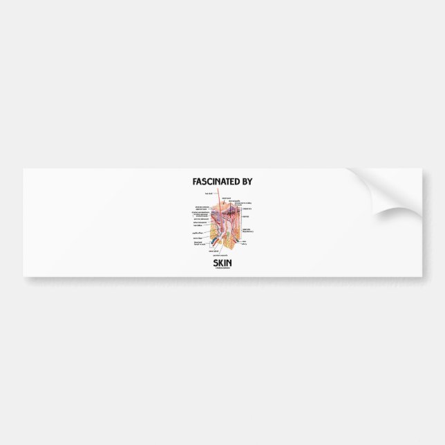 Fascinated By Skin (Skin Layers) Bumper Sticker (Front)