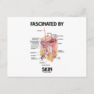 Fascinated By Skin (Skin Layers) Postcard