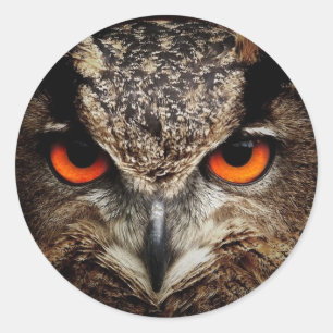 fascinating owl classic round sticker