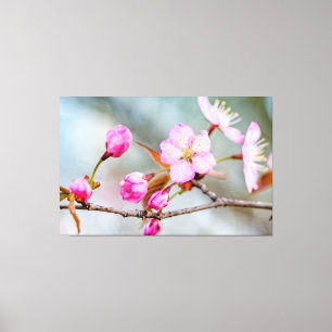Fascination Of Sakura Flowers In Spring Garden Canvas Print