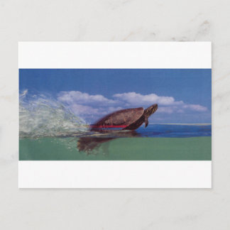 fast turtle postcard