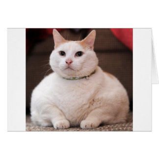 Fat Cat