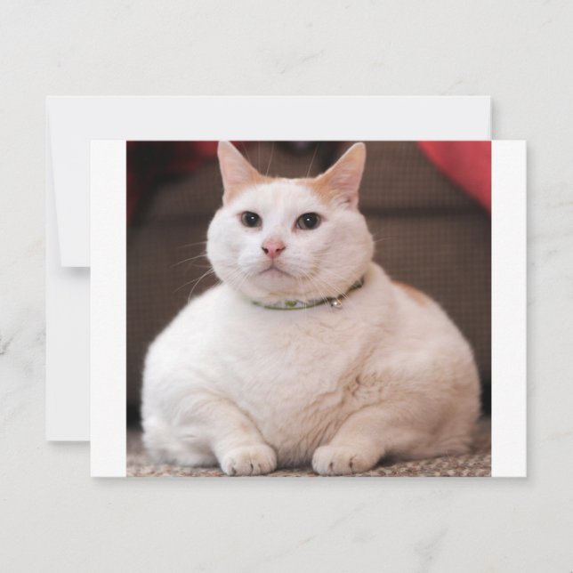 Fat Cat (Front)