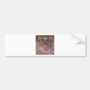 Fat Cat- Beautiful Grey Cat with Golden Eyes Bumper Sticker