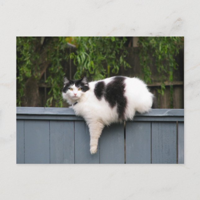 Fat Cat On Fence Postcard (Front)