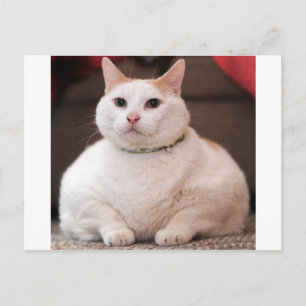 Fat Cat Postcard