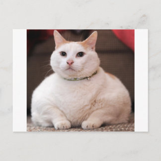 Fat Cat Postcard