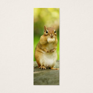 Fat Chipmunk with Treat