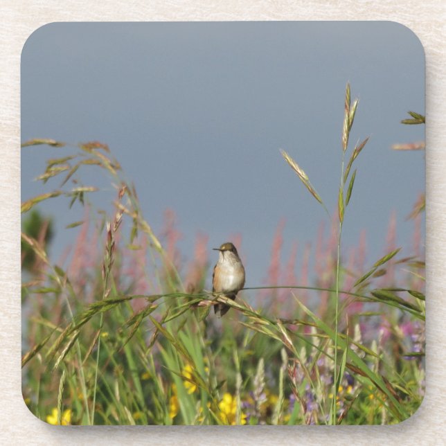 Fat little Hummingbird Coaster (Front)