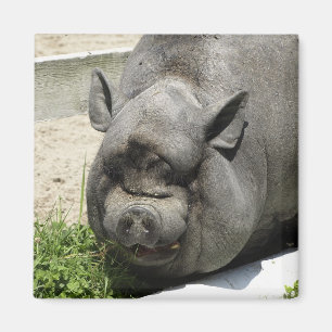 Fat Piggy Farmland Magnet