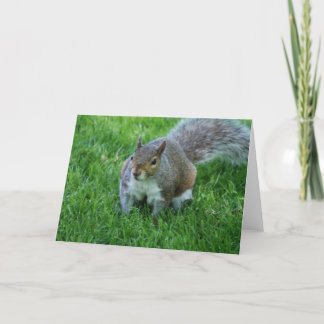 Fat Squirrel Greeting Card