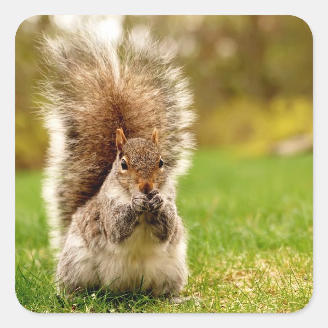 Fat Squirrel Square Sticker (Front)