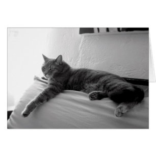 Fat Tabby Cat