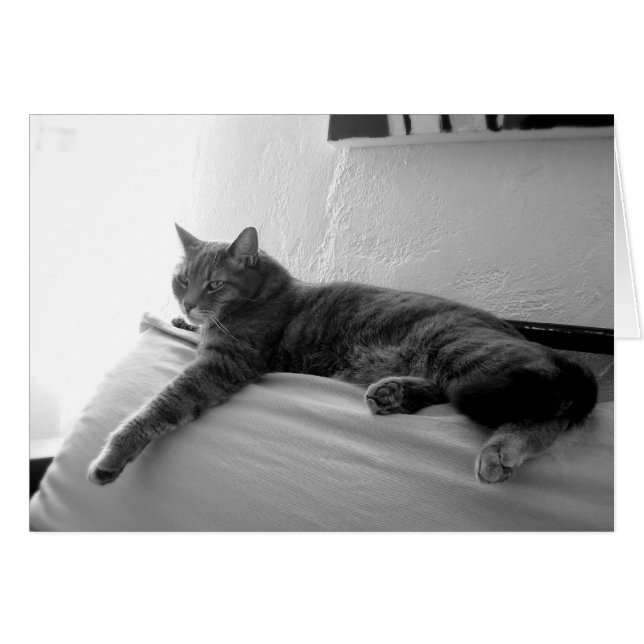 Fat Tabby Cat (Front Horizontal)