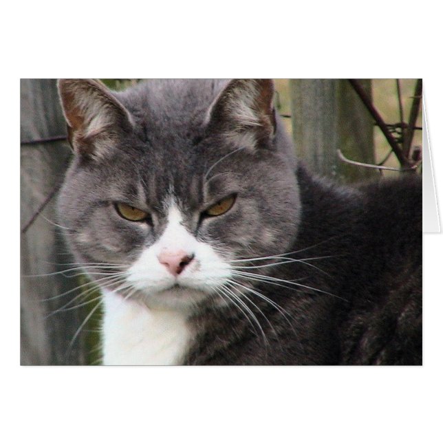 Fat Tabby GRUMPY (Front Horizontal)