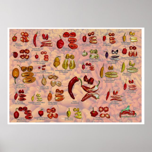 Fatalii's Split Chile Peppers! Poster (Front)