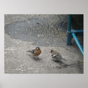 Father and Chcik Chaffinch Print