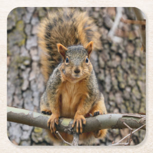 Faux fox squirrel square paper coaster