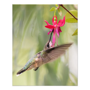Favorite Fuchsia Hummingbird Photo Print