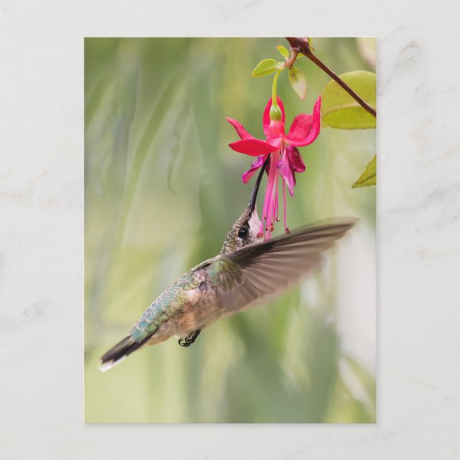 Favourite Fuchsia Hummingbird Postcard (Front)