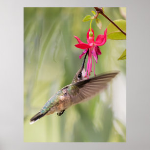 Favourite Fuchsia Hummingbird Poster