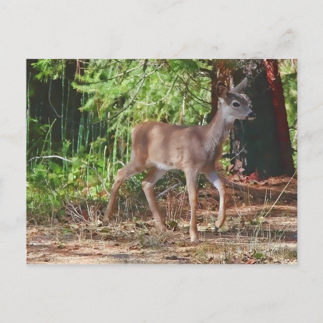 FAWN #1 POSTCARD (Front)