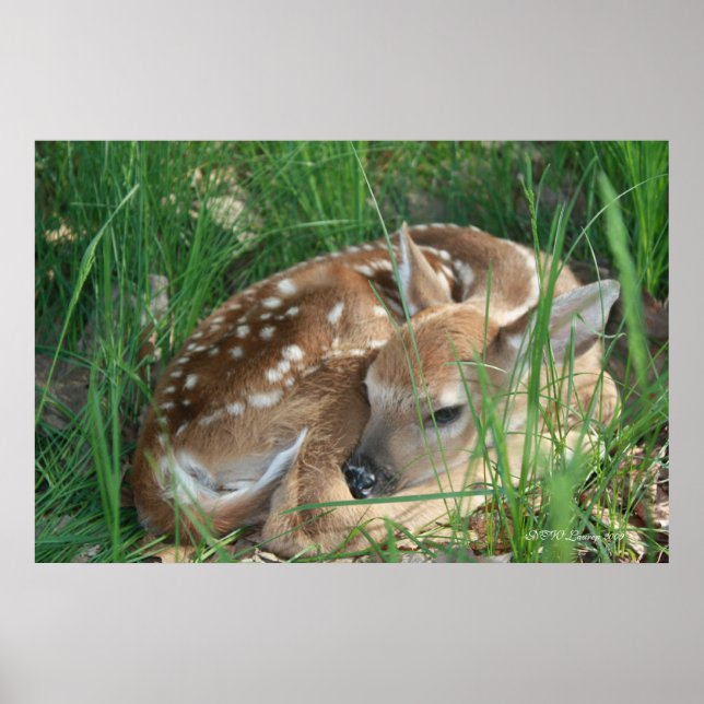 Fawn 2009 poster (Front)