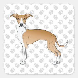 Fawn And White Italian Greyhound With Paws Square Sticker