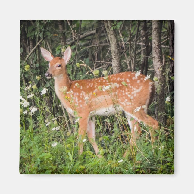 Fawn Baby Deer Woodland Animals Magnet (Front)