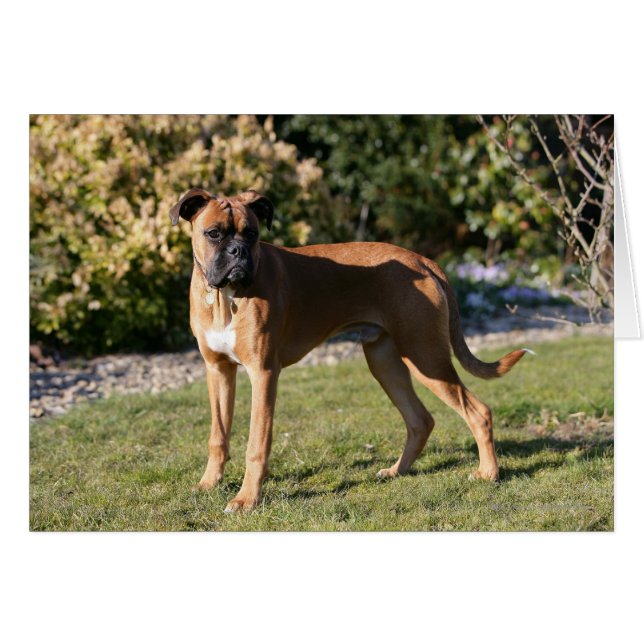 Fawn Boxer Dog Standing (Front Horizontal)