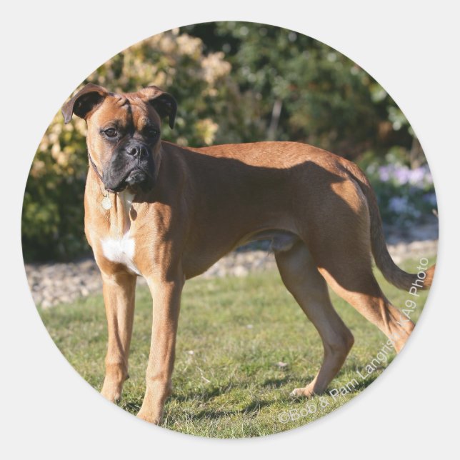 Fawn Boxer Dog Standing Classic Round Sticker (Front)