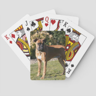 Fawn Boxer Dog Standing Playing Cards