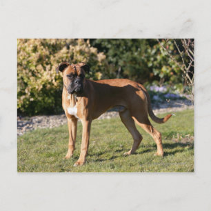 Fawn Boxer Dog Standing Postcard