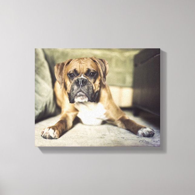 Fawn Boxer Pup Canvas Print (Front)