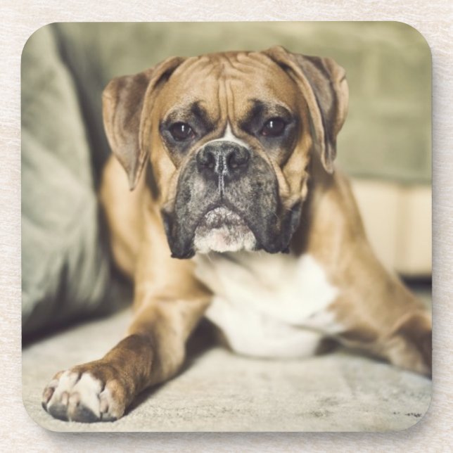 Fawn Boxer Pup Coaster (Front)