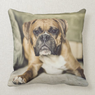 Fawn Boxer Pup Cushion