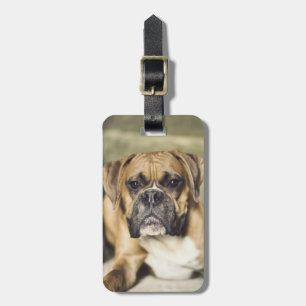 Fawn Boxer Pup Luggage Tag