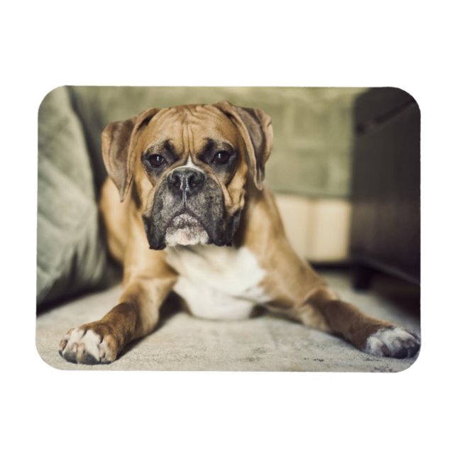 Fawn Boxer Pup Magnet (Horizontal)