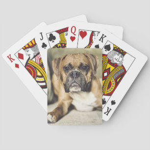 Fawn Boxer Pup Playing Cards